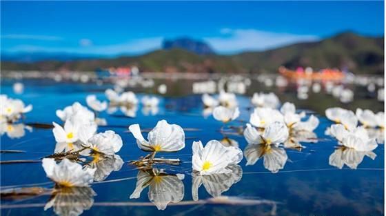 平畴万亩暗妆春,一色鹅黄未足珍——洱海又现海菜花