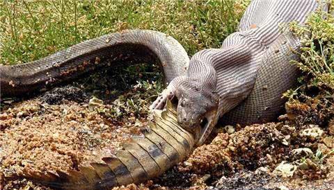 奇闻异世之世界上最大的蟒蛇还是中国的