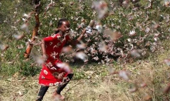 印度的蝗虫灾害会影响到中国吗?如果会,有什么解决办法吗?休闲区蓝鸢梦想 - Www.slyday.coM 印度的蝗虫灾害会影响到中国吗?如果会,有什么解决办法吗?休闲区蓝鸢梦想 - Www.slyday.coM