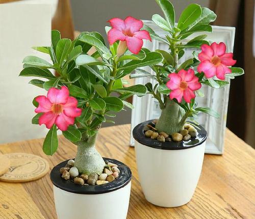 种玫瑰花的土壤要求 e4cf-ixvrvsp0555602.jpg