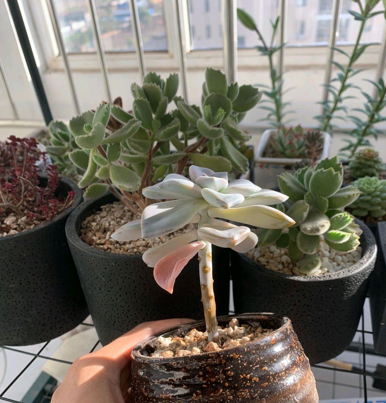 多肉怎么长出长杆 3404-kcieywa4088447.jpg