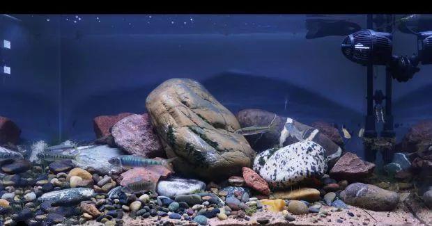 怎么搭配鱼缸的鱼 84b4-kcysmrw9940449.jpg