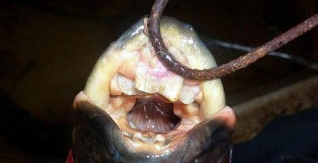 男子钓到奇怪鳗鱼,不仅长有后腿,还有一口锋利的牙齿!