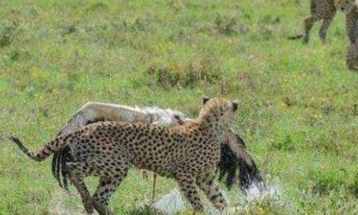 豹是如何捕猎的 5433-ivwfwmp0858829.jpg