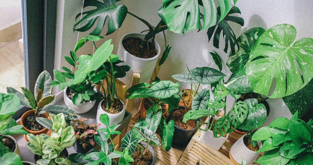 怎么才可以快速获得全部植物 13de-kcaeqzw8639142.jpg