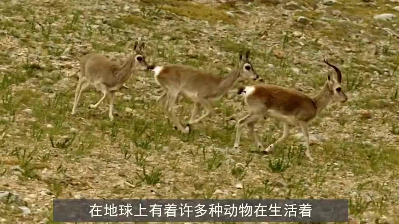 印尼女子养奇葩宠物，每天带出门，因为这宠物至今没有男朋友！