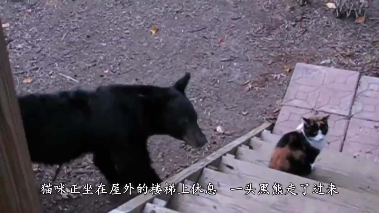 黑熊遇上猫咪，吓得直接爬到树上，黑熊：它是老虎的师傅！