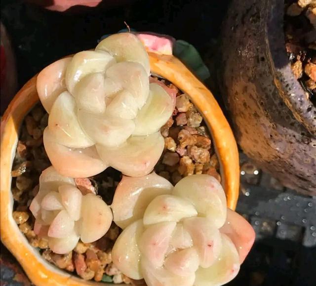 奶油冰玉多肉很好养,上色很简单,掌握"5要点",快速出状态