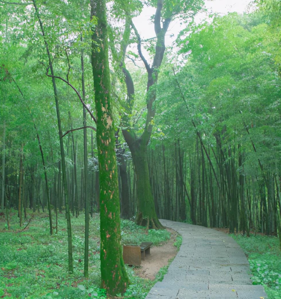 杭州云栖竹径,翠竹成荫,溪流叮咚,是一个最值得去的仙境竹林