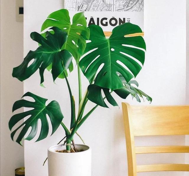 龟背竹养殖方法大全集 33a9-ixeeisa2478235.jpg