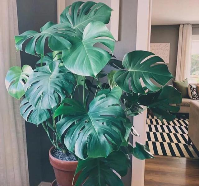 龟背竹怎么养开背 3901-ixeeisa2478094.jpg