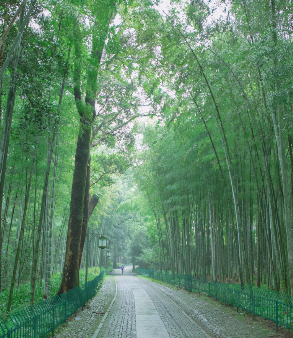 杭州云栖竹径,翠竹成荫,溪流叮咚,是一个最值得去的仙境竹林