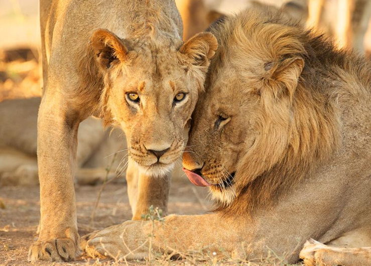 母狮子犯困也要保护好小狮子才敢休息,游客感慨母爱
