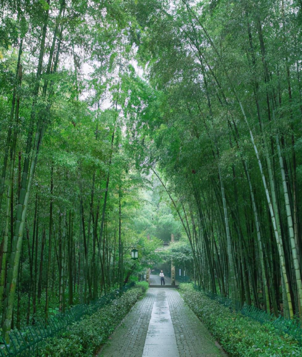 杭州云栖竹径,翠竹成荫,溪流叮咚,是一个最值得去的仙境竹林