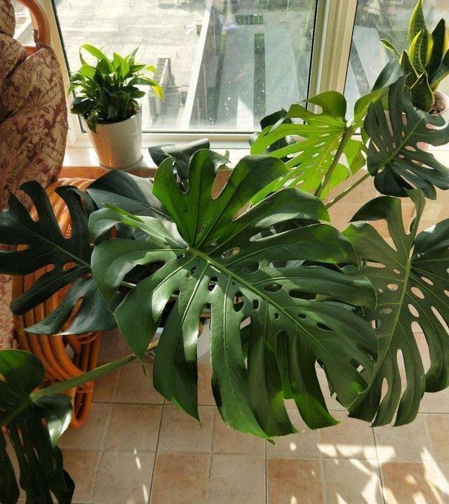 龟背竹怎么养得旺盛漂亮 3b78-kefmphc5422892.jpg