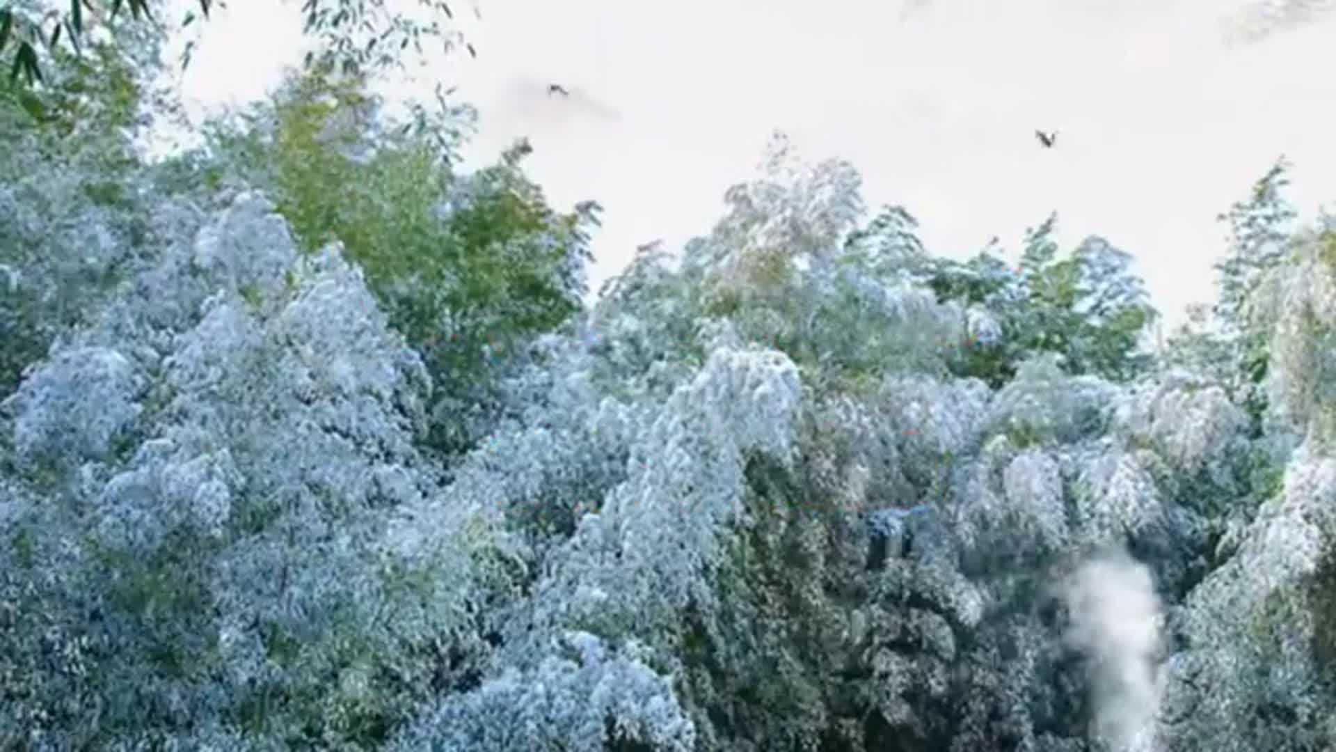 请大家欣赏一首超好听的新歌《半生雪》