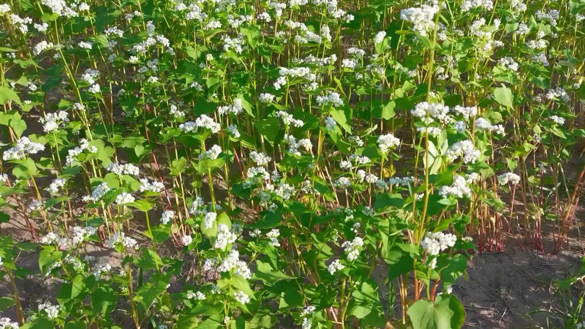 荞麦花荞麦秧原创视频