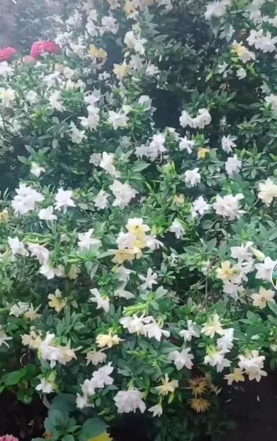 栀子花:北方也能养成大树,如在仙境间
