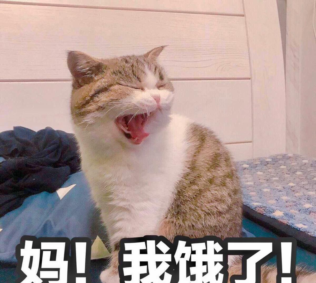 猫咪怎么叫醒主人 0733-izwfpyt6016191.jpg