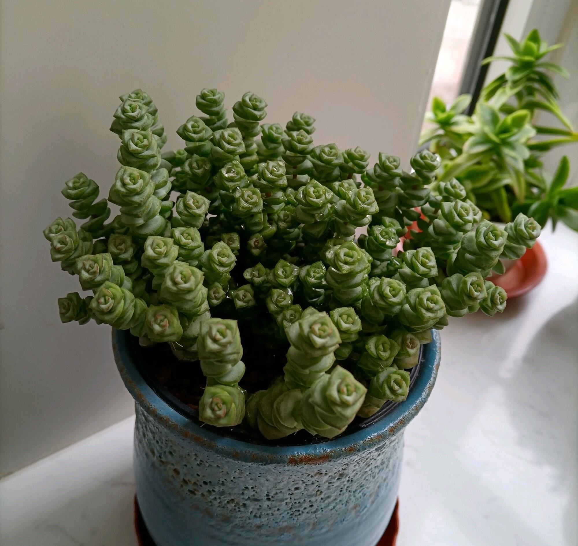 多肉怎么养才能爆盆玉树 57e1-kaaxtfm7712785.jpg