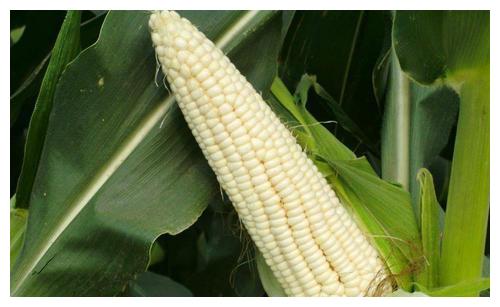 糯玉米种植时间多少天成熟 8bb1-iyaiihk4664810.jpg