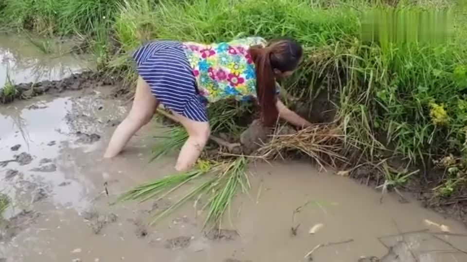 两位农村美女胆子真的太大了,在陷得这么深的泥潭中抓