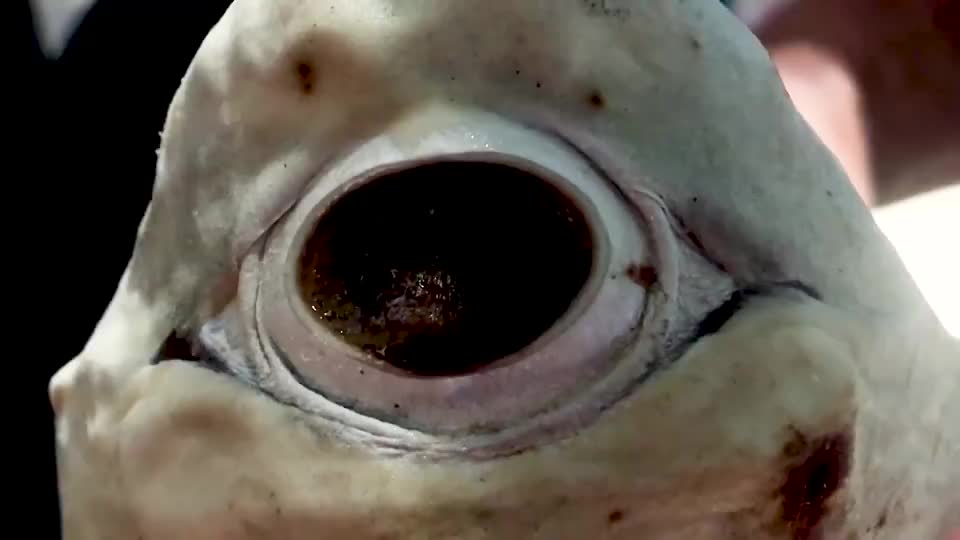 独眼鲨鱼,长一只眼的鲨鱼你见过吗!