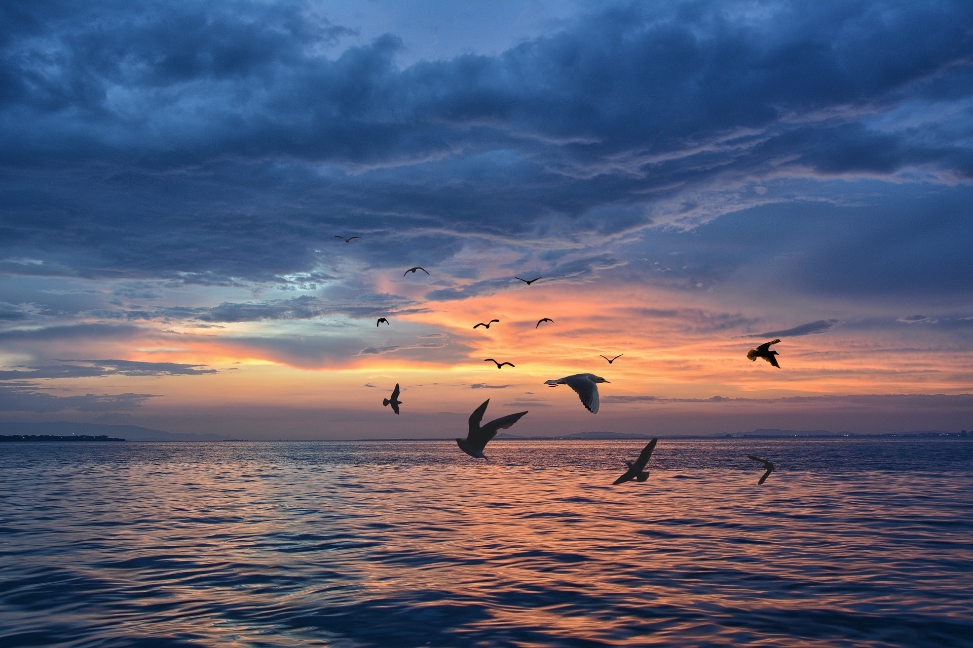 唯美摄影 美丽的黄昏 自由飞翔的鸟