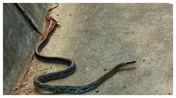 什么是追蛇定律 535d-ivrxcex0376070.jpg