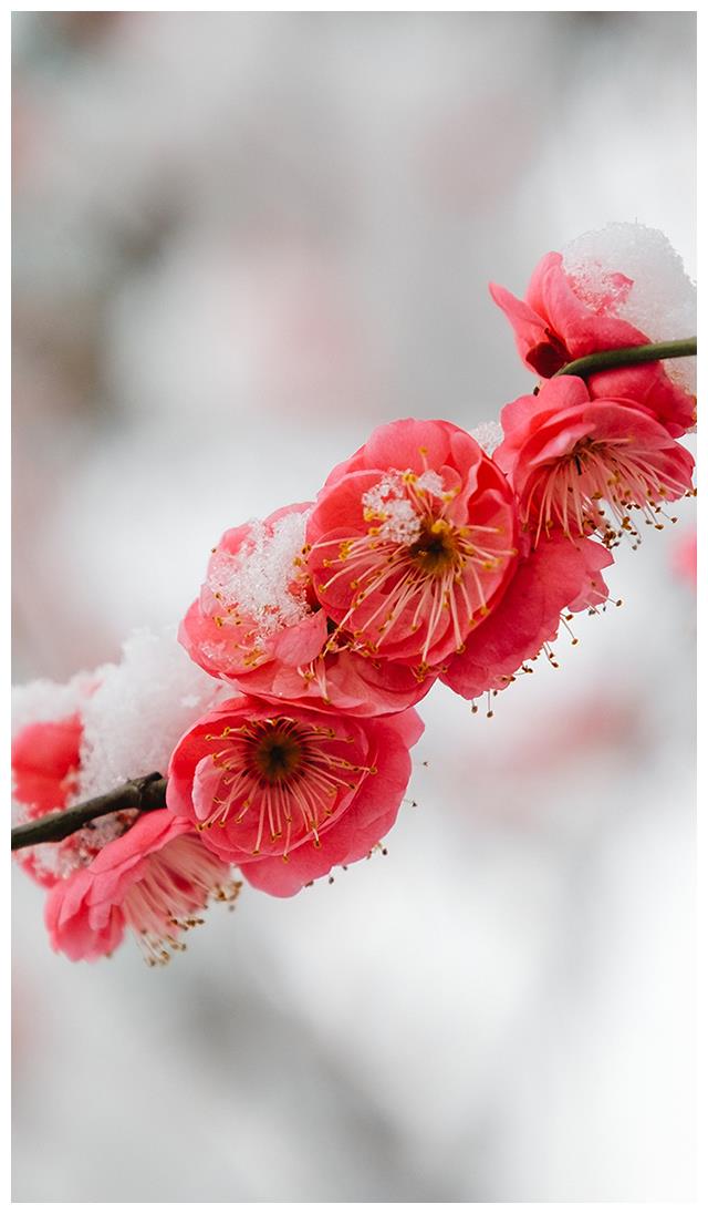 [图片6] 梅花的花色为中国红色,耐寒性强,花期在严寒的冬季,梅花喜欢