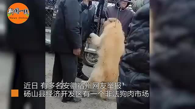 活狗现杀现卖，非法狗肉市场被曝光，现场狗叫声凄惨_新浪新闻