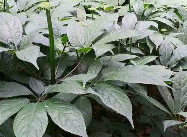 不用施肥也不用什么化学的东西,只是让植株正常的生长,所以文山三七