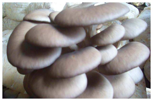 怎么种蘑菇简单 2dbc-iwtqvym0489446.jpg