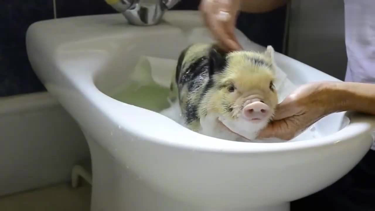 在面盆里给小猪洗澡,宠物猪还露出享受的微笑
