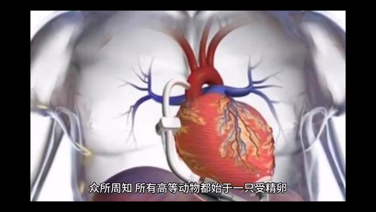 你的心脏在哪里?