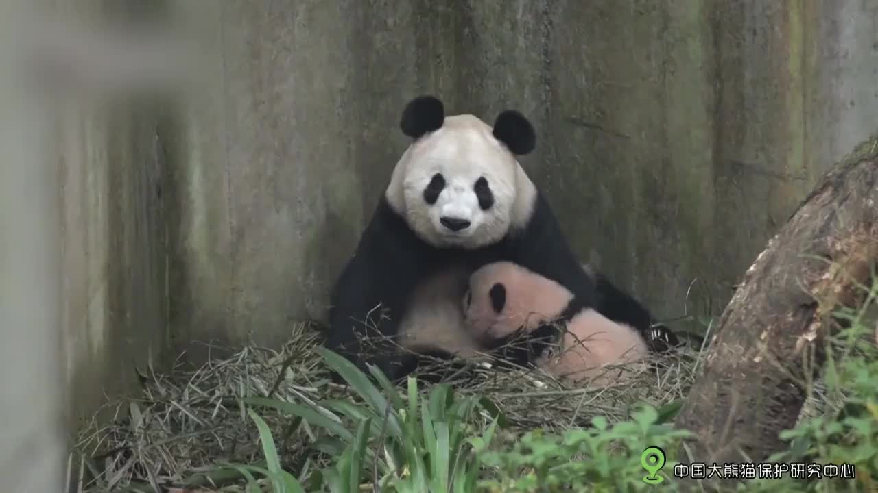 一幅画卖3900美元,不愧是国宝 为您推荐: 奶爸和熊猫勾肩搭背趴在地上