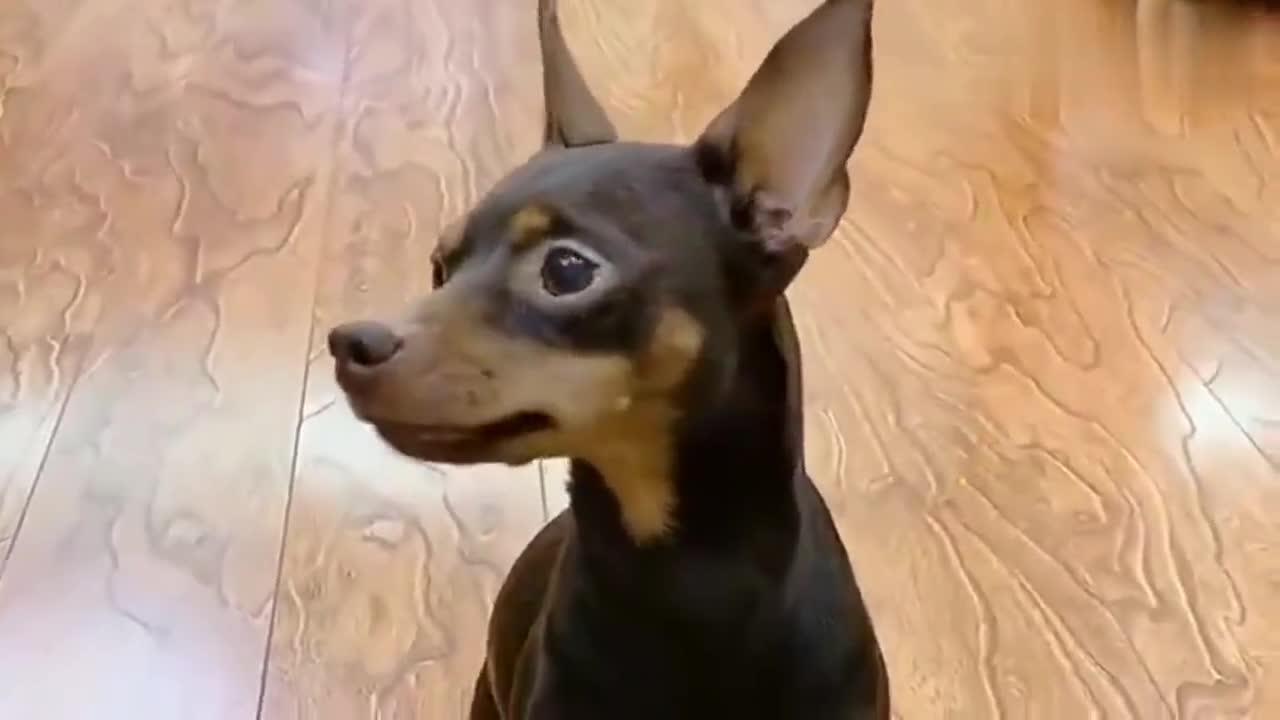 鹿犬的智商真高都能跟主人沟通