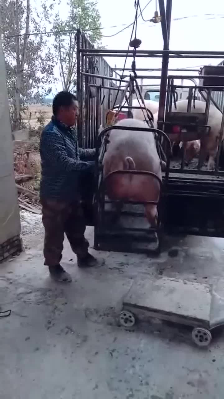 村长的几百头猪，只能倒着入库了，看来训练的不错！