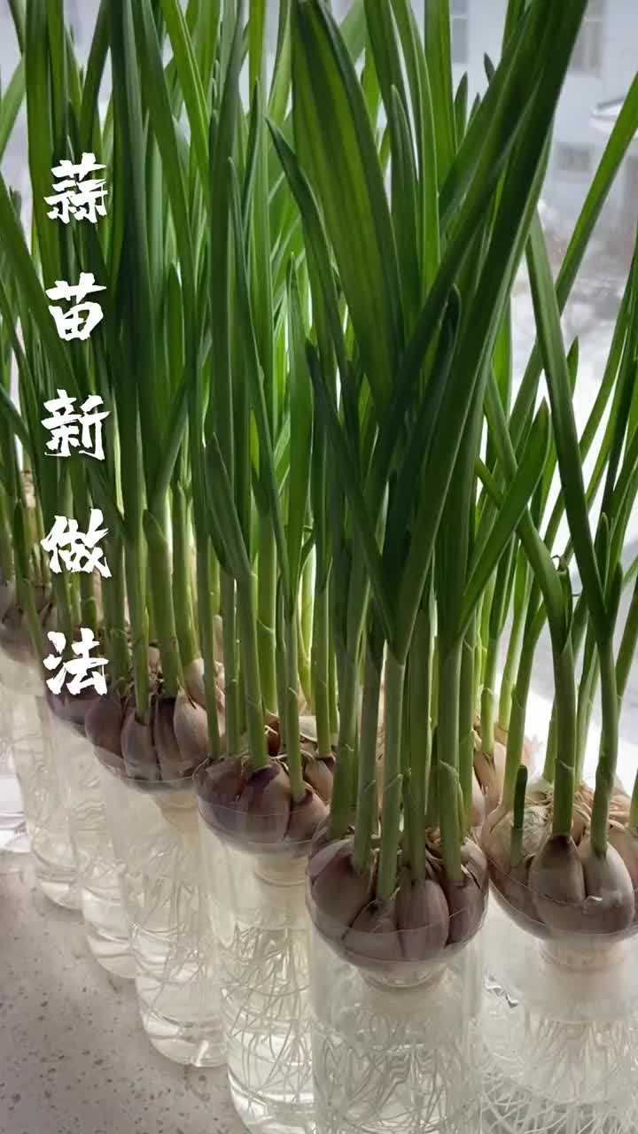 蒜苗种蒜苗