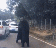 gif搞笑趣图:你看看我,学着点,我会的可多呢!