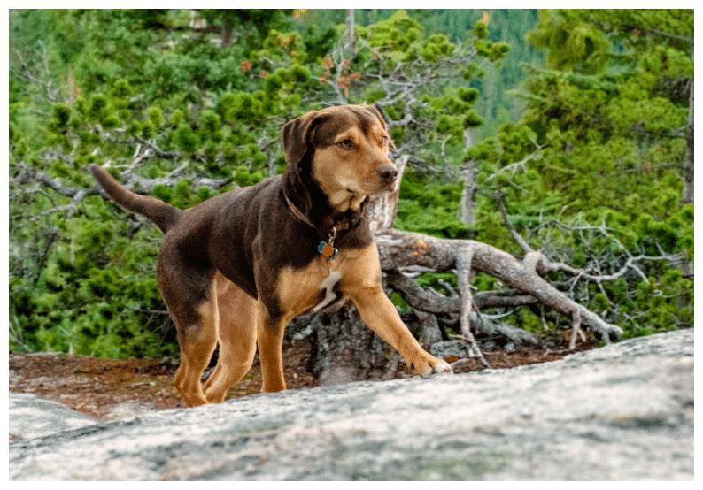 《一条狗的回家路》:一场忠犬的冒险之旅,只为最后的温暖休闲区蓝鸢梦想 - Www.slyday.coM 《一条狗的回家路》:一场忠犬的冒险之旅,只为最后的温暖休闲区蓝鸢梦想 - Www.slyday.coM