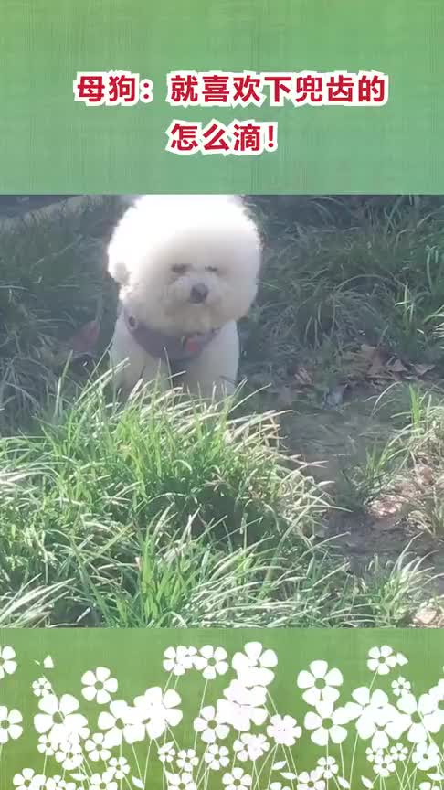 母狗就喜欢下兜齿的怎么滴