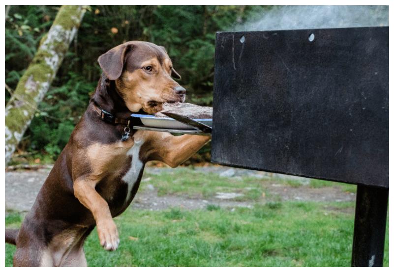 《一条狗的回家路》:一场忠犬的冒险之旅,只为最后的温暖休闲区蓝鸢梦想 - Www.slyday.coM 《一条狗的回家路》:一场忠犬的冒险之旅,只为最后的温暖休闲区蓝鸢梦想 - Www.slyday.coM