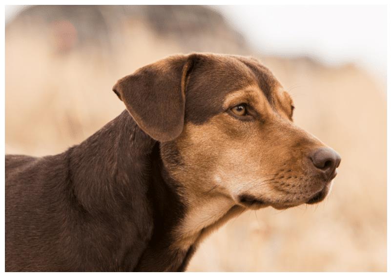 《一条狗的回家路》:一场忠犬的冒险之旅,只为最后的温暖休闲区蓝鸢梦想 - Www.slyday.coM 《一条狗的回家路》:一场忠犬的冒险之旅,只为最后的温暖休闲区蓝鸢梦想 - Www.slyday.coM