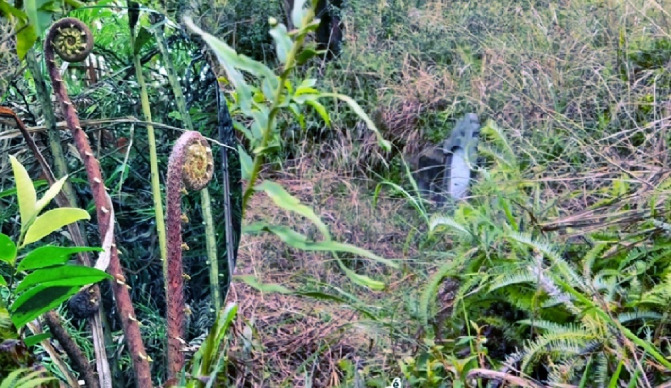 小霄野外发现拇指般大的蕨菜,胆小不敢靠近,她是碰到了什么?