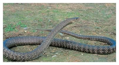 什么是追蛇定律 08b2-ivrxcex0375157.jpg