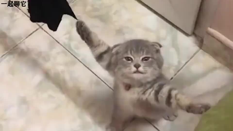 宠主到处找不到猫咪,忽然听到一阵喵叫,发现时笑抽了