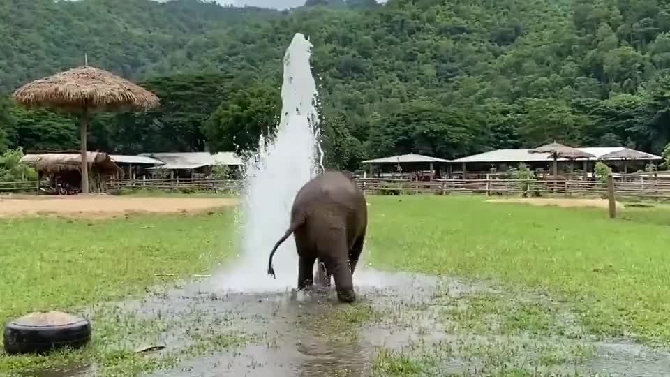 小象又玩水啦!没人扛得住这份可爱