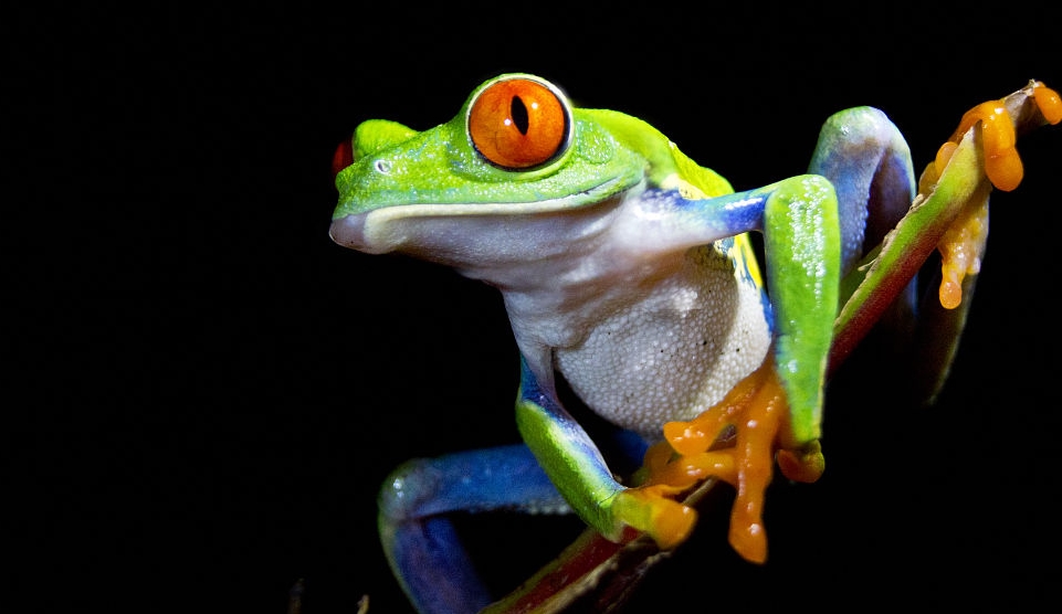 两栖类动物:红眼树蛙最引人注目的特征显然是红眼睛