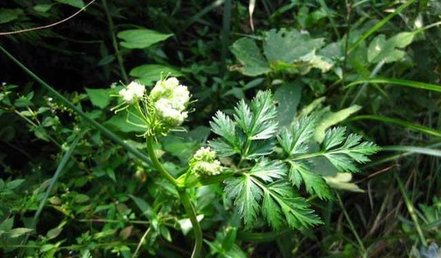 农村一野草人称川芎能做香料能入药十分珍贵遇见重视